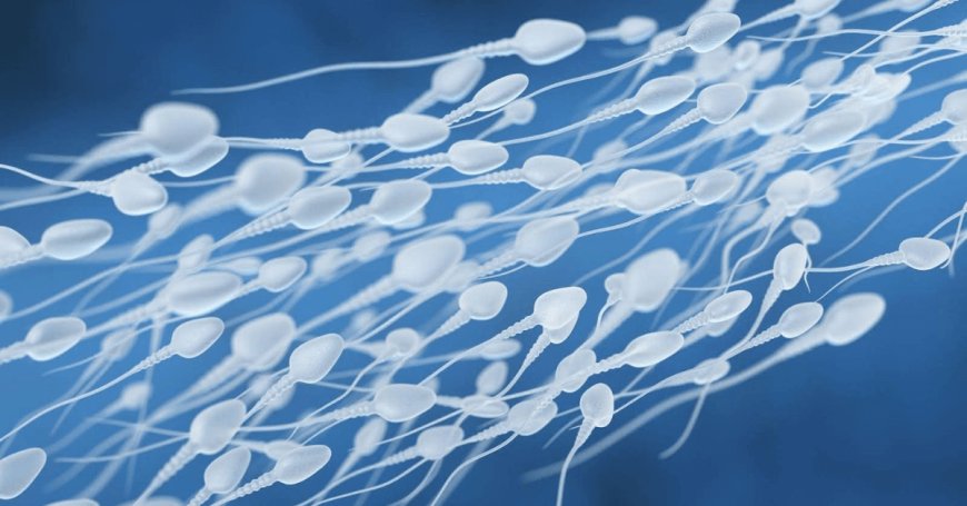 Ways to Increase Sperm Motility & How to Test Your Current Levels