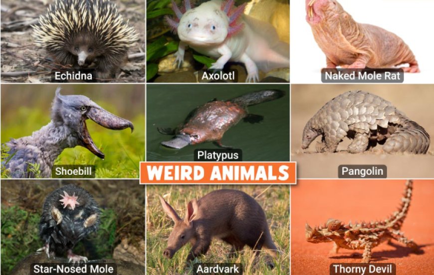 The Top 15 Weird Animals That Will Blow Your Mind