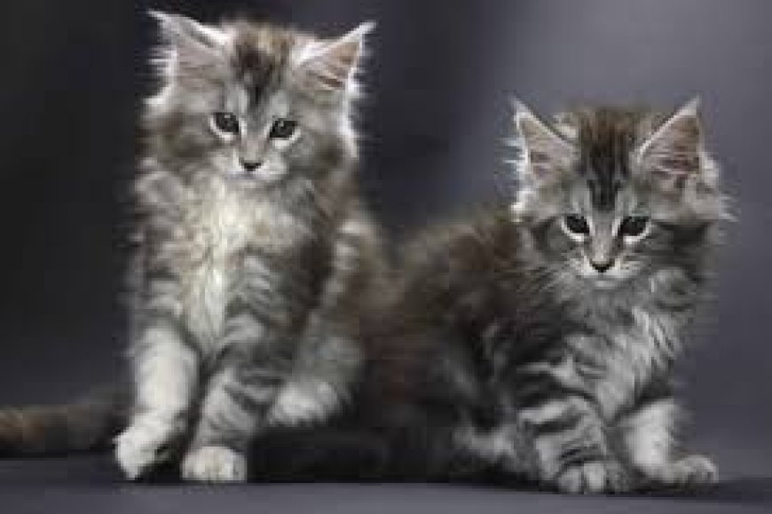 Finding Maine Coon Kittens for Sale Near Me: A Guide to Bringing Home Your Furry Giant