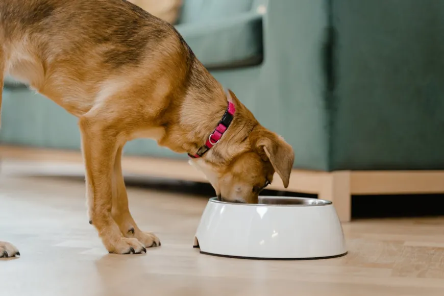 How to Create a Balanced Diet for Your Dog