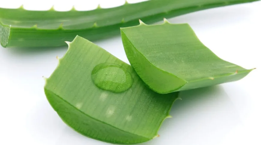 Aloe Vera Products Market to Flourish at a CAGR of 4.1% Driven by Growing Demand for Natural Skincare Products