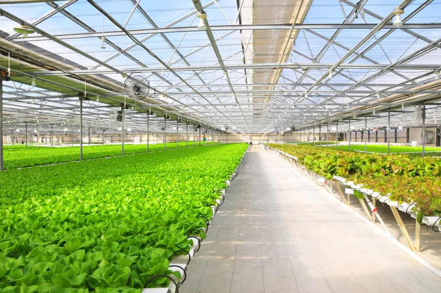 Growing Hydroponic Vegetables without Soil: Rise of Hydroponic Farming