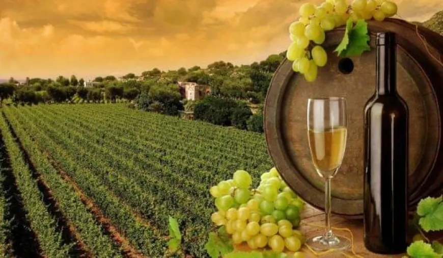 6 Reasons to Take a Wine Tasting Tour in Bangalore