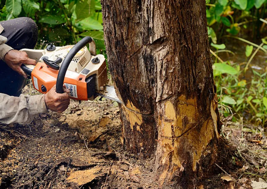 A Comprehensive Guide to Safe and Effective Practices for Tree Removal