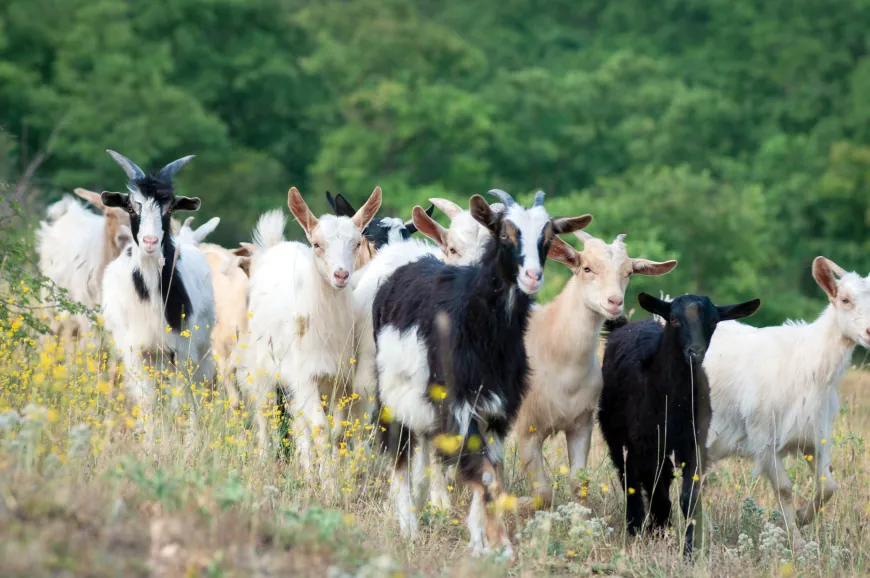 Livestock Identification: An Essential Step Towards Ensuring Traceability