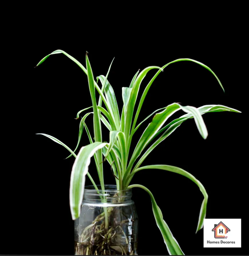 Low Maintenance Indoor Plants: 5 Popular Options for Your Home