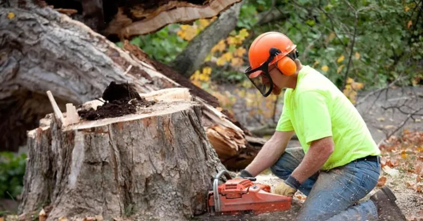 Tree Removal Service Melbourne: Ensuring Safety and Aesthetics