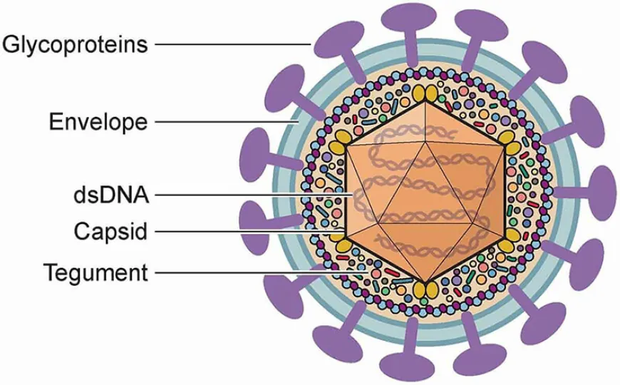 Herpes Simplex Virus (HSV) Testing Kit Market Analysis, Size, Share, Growth, Trends, and Forecasts by 2031