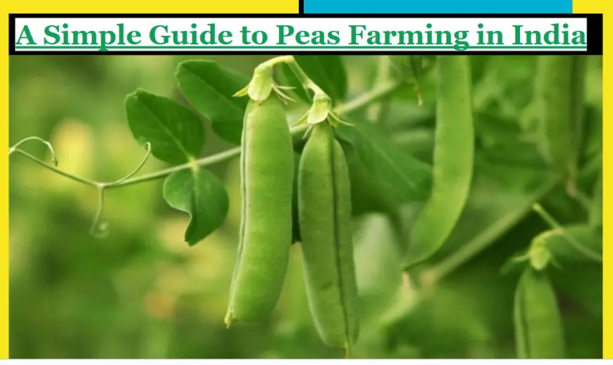 A Simple Guide to Peas Farming in India