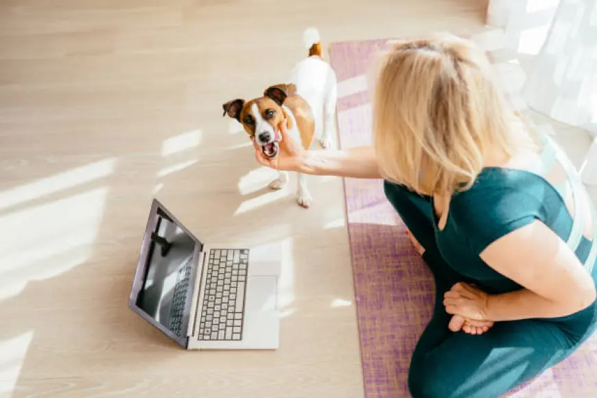 Factors to Consider When Taking an Online Dog Care Course