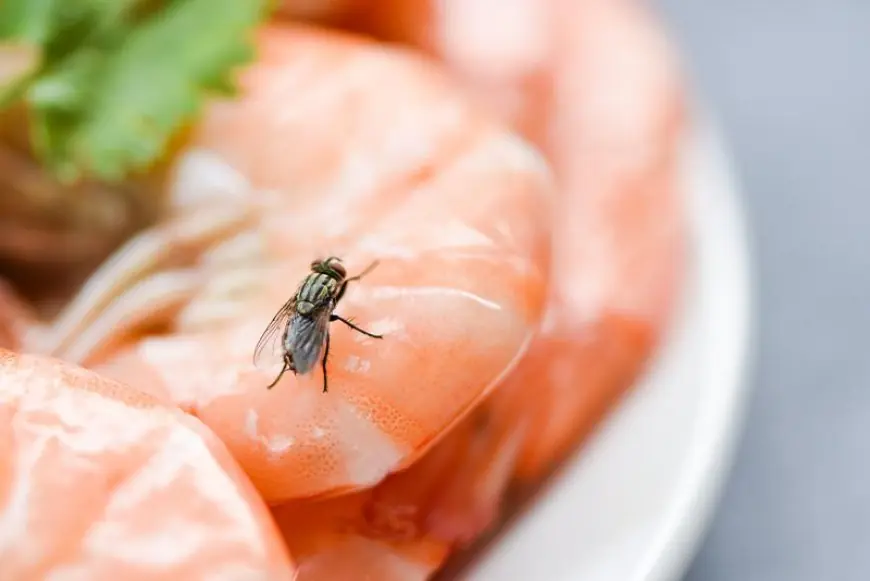 How to Keep Your Food Safe from Insects: A Comprehensive Guide