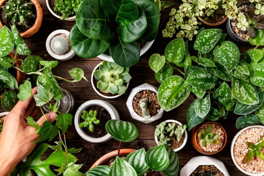 Buy Indoor Plants Online in UAE: A Greener Home, Just a Click Away