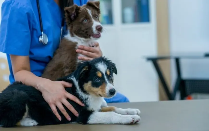 The Benefits of a Health Guarantee When Adopting Puppies