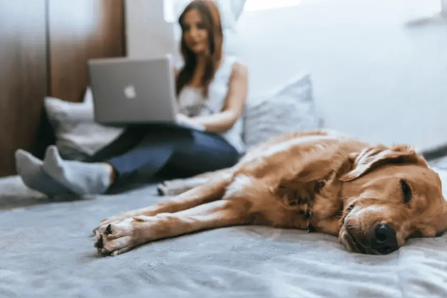 Ideal Dogs for Busy Families: Breeds That Fit Well in a Hectic Lifestyle