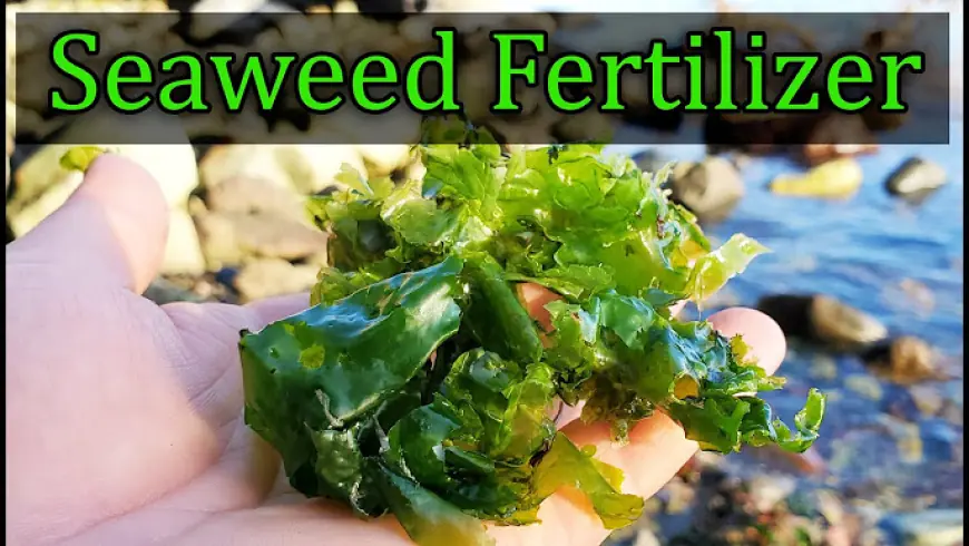 The Ultimate Guide to Using Seaweed Powder Fertilizer for Healthier Plants