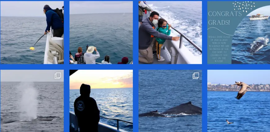 Whale Watching in San Diego This December and Exciting Boat Rides at SD Whale Watch