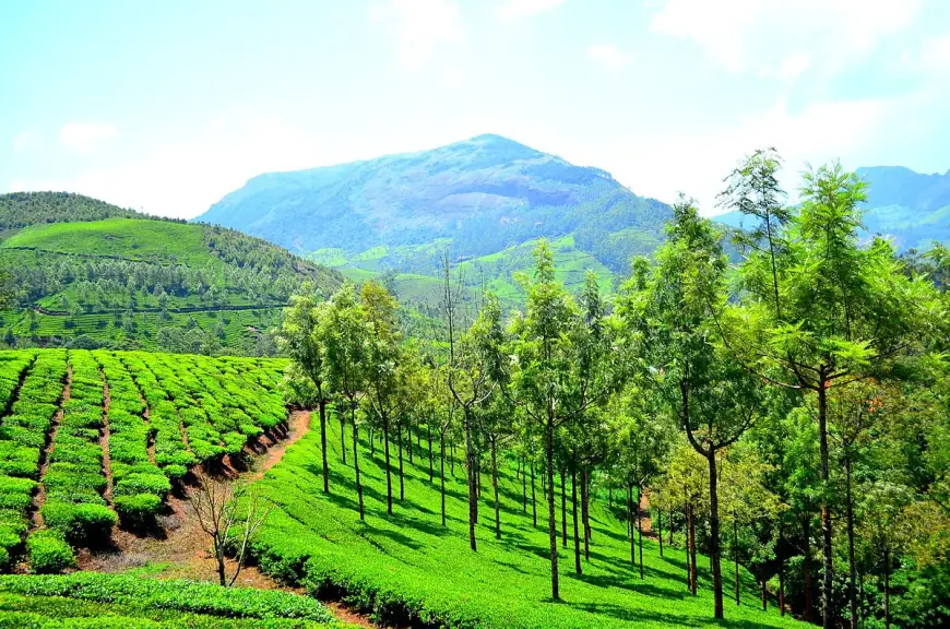 10 Best Munnar Tour Packages for an Unforgettable Trip