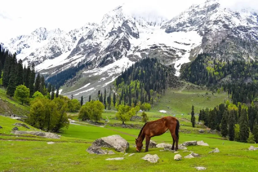 Explore Paradise on Earth with Our Kashmir Tour Package