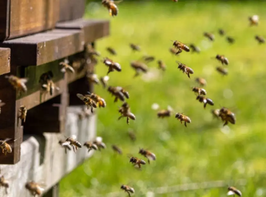 Art of Prevention: Humane Methods to Keep Bees From Nesting in Your Walls