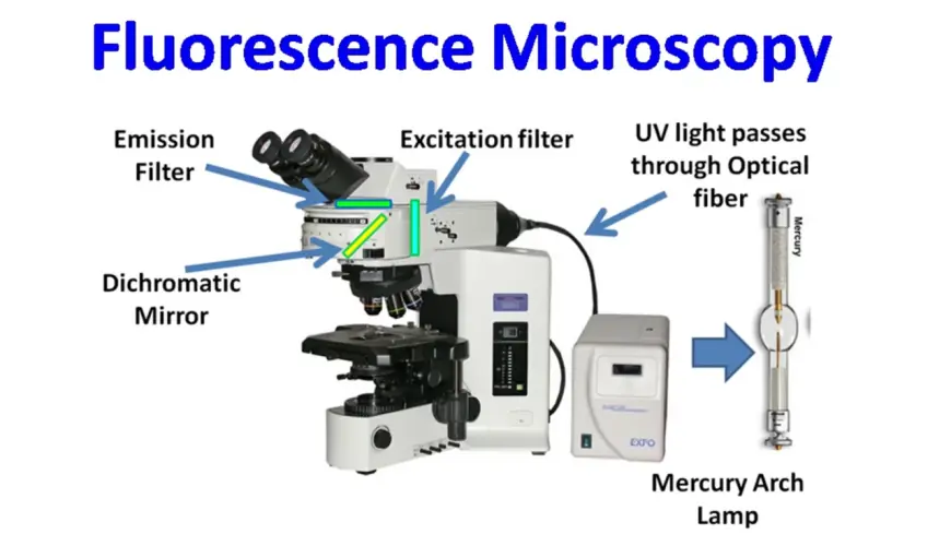 Fluorescence Microscopy Market Analysis, Size, Share, Growth, Trends, and Forecasts by 2031