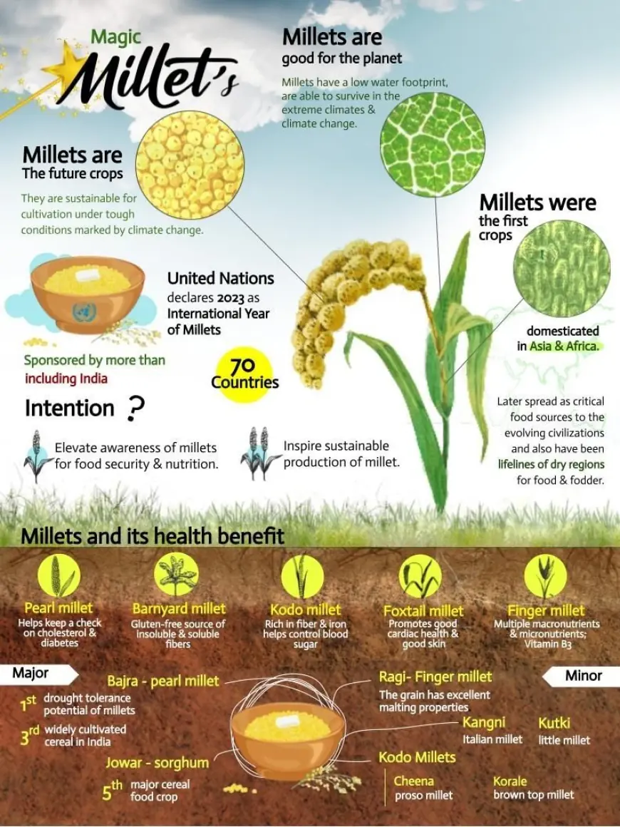 Millet Market Dynamics and Strategies for Success 2023-2031 | KR