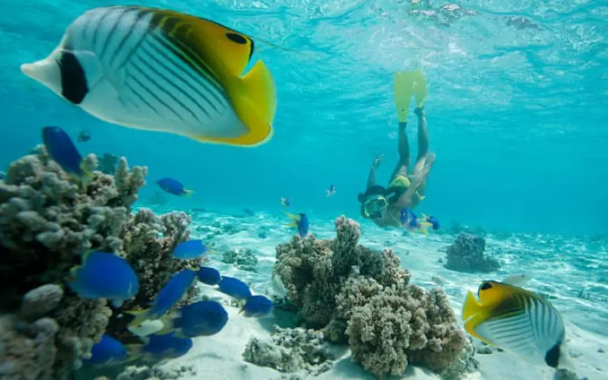 Top Diving and Snorkeling Spots in Fujairah