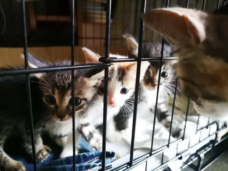 Transforming Lives Through Compassionate Cat Shelter Services in California