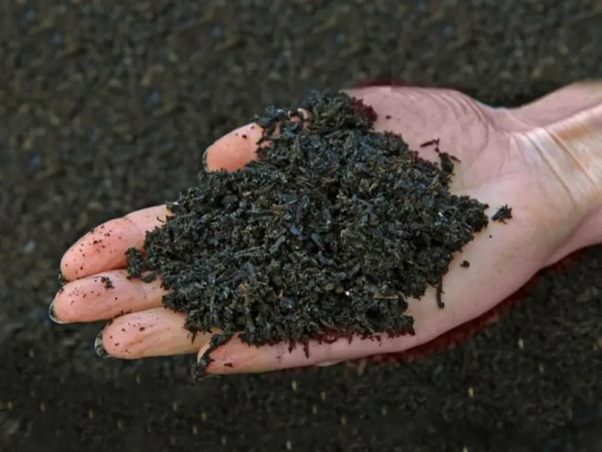 Biochar Market Analysis, Size, Share, Growth, Trends, and Forecasts by 2031