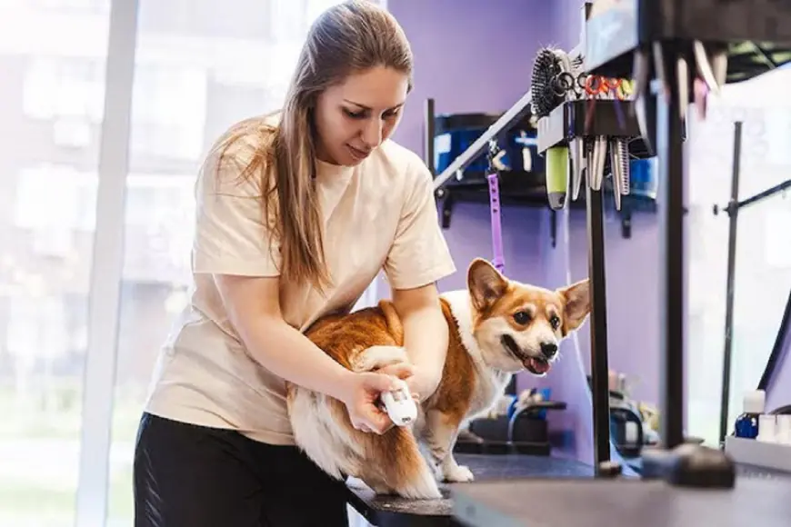 Struggling to Find Reliable Dog Groomers in Fort Worth? Here’s the Perfect Solution