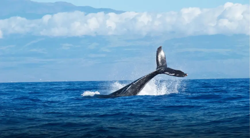 What Month Is Best for Whale Watching in Maui?