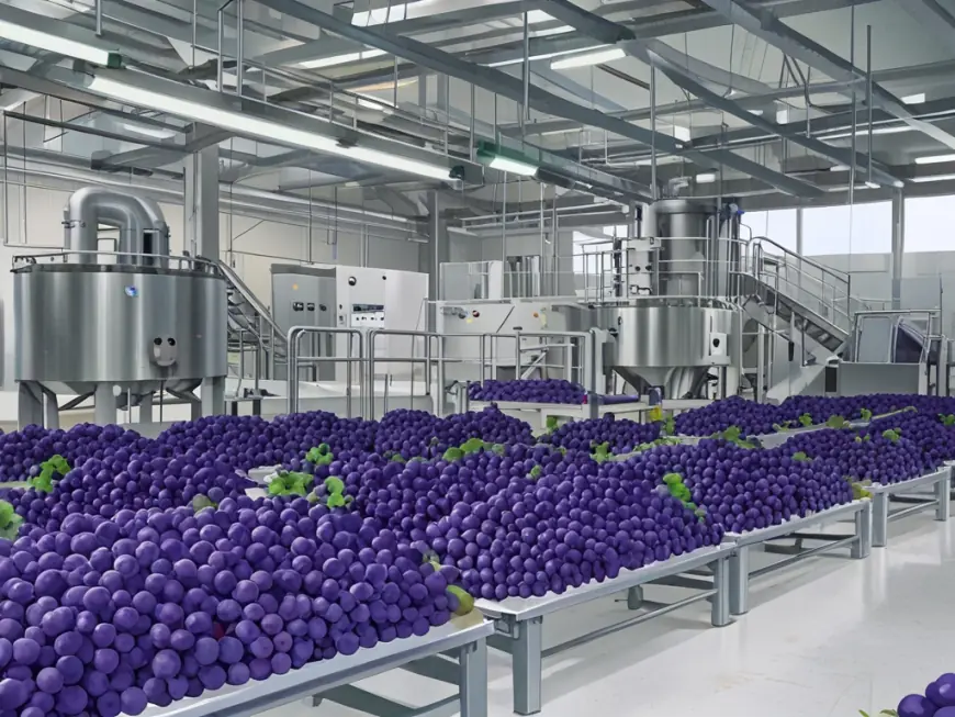 Table Grape Processing Plant Setup | Project Report 2025, Machinery Cost and Business Plan