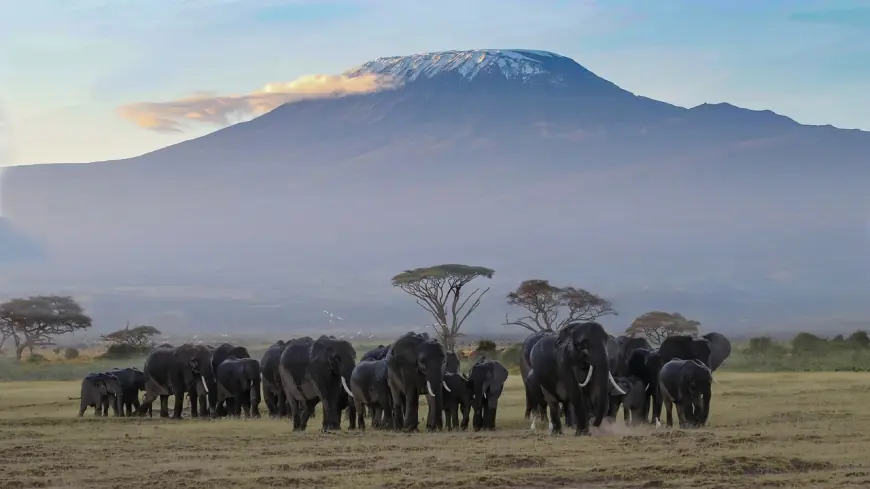 Kilimanjaro Guided Tours: Everything You Need to Know