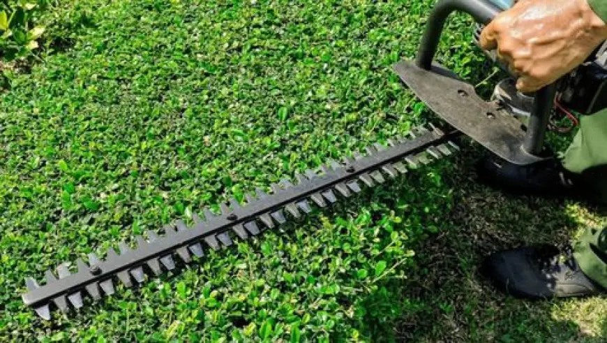 Hedge Cutting Auckland: Expert Gardening Services for Your Outdoor Space