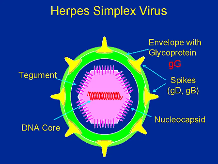 Herpes Simplex Virus (HSV) Testing Kit Market Analysis, Size, Share, Growth, Trends, and Forecasts by 2031