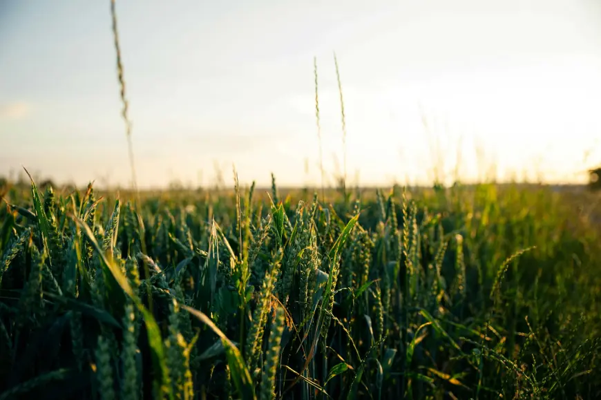 Plastic vs. Biodegradable Mulch Film: Which One Is Better?