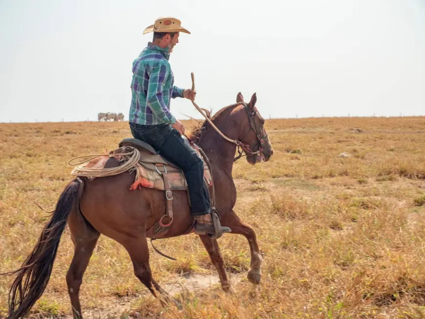 The Perfect Horse Riding Shirts: Material and Design Unveiled