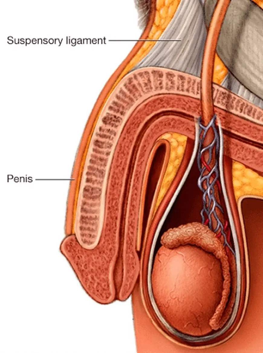 What You Should Know Before Undergoing a Lengthening Procedure