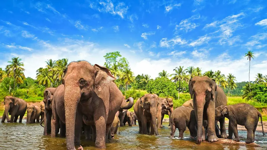 Affordable Luxury Travel with Cheap Sri Lanka Holidays