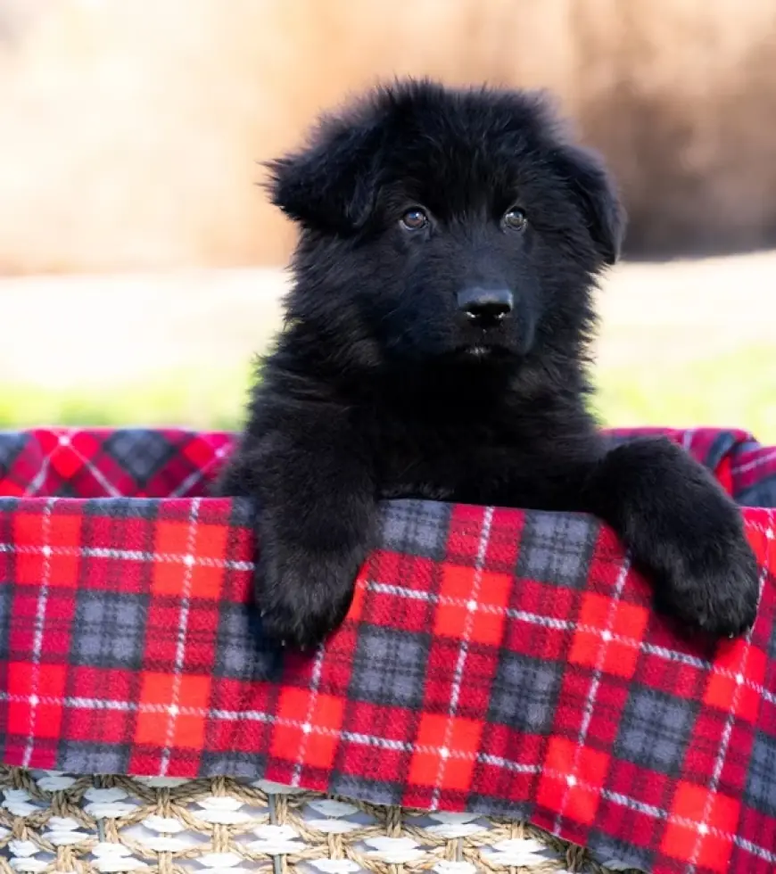 Black German Shepherd: The Ultimate Guide to Raising, Training, and Caring for Your Loyal Companion