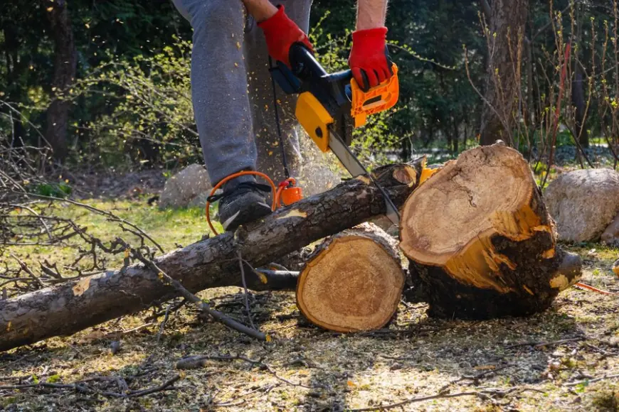 The Value of Tree Pruning for an Optimal Landscape