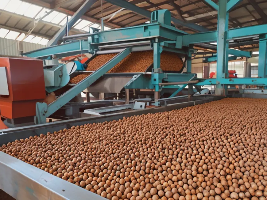 Macadamia Nut Processing Plant Cost 2025: Industry Trends, Machinery and Raw Materials