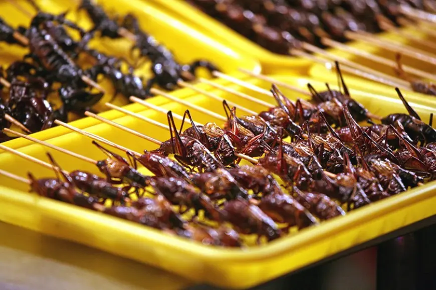 Edible Insects for Animal Feed Market Analysis, Size, Share, Growth, Trends, and Forecasts by 2031