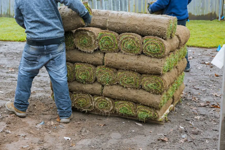 Emergency Sod Repair in Dallas: Fixing Storm or Pest Damage