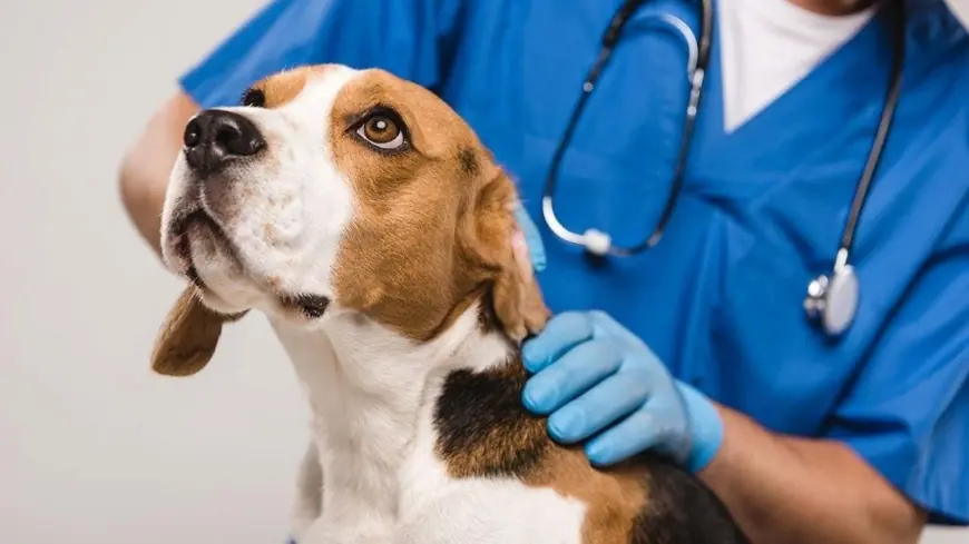 Pet Cancer Therapeutics: An Emerging Field in Animal Healthcare