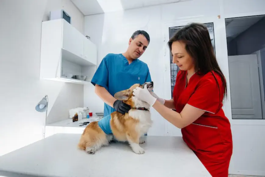 Premier Pet Veterinary Clinic in Doha Opens to Serve Pet Owners