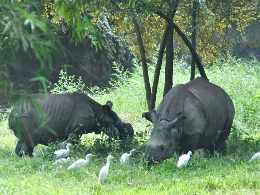 Guwahati Zoo Ticket Price: A Comprehensive Guide to Visiting Assam's Premier Wildlife Destination