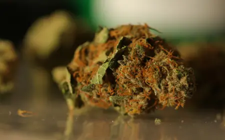 Same Day Weed Delivery Toronto | The Fastest Way to Enjoy Quality Cannabis