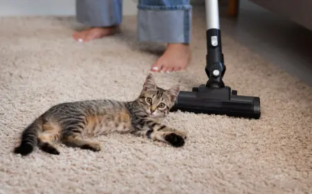 Top 5 Tips to Keep Your Carpets Clean in a Pet-Friendly Home
