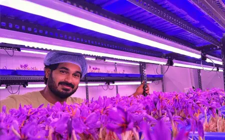 Saffron Processing Plant Setup Cost 2025: Machinery Requirements and Cost Analysis