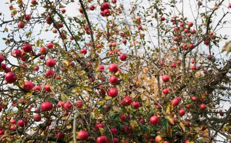Beginner’s Guide to Apple Cultivation: Tips, Climate & Care